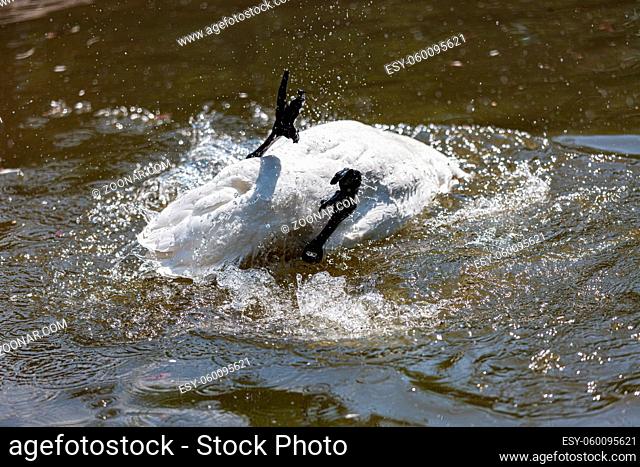 Swan bird washing in the lake