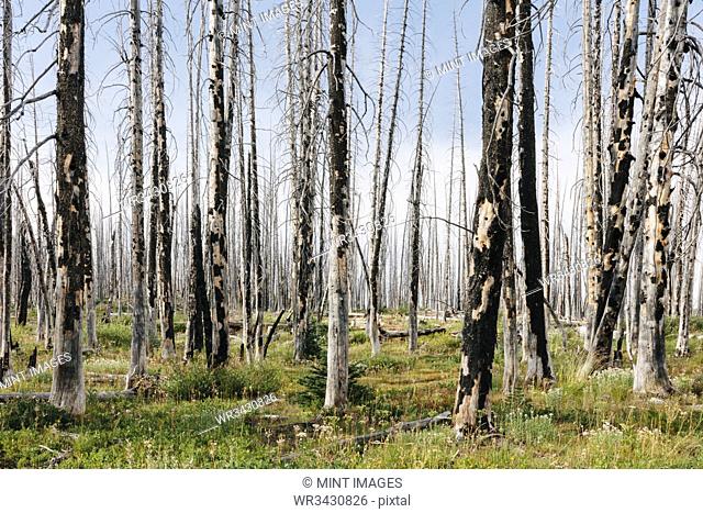 A previously burnt subalpine forest rebounds in summer with lodgepole pine and a variety of wildflowers, yarrow, aster, arnica and corn lily
