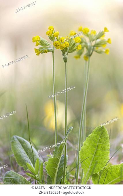 Close up photo on Cowslip flower with blury background in spring time, Gnesta, Sweden