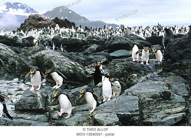 Large colony of Penguins on rocks