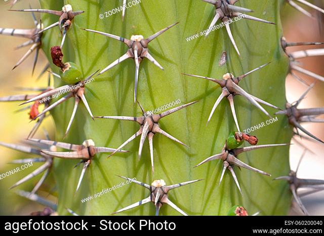 Detail of cactus in the botanical garden of Monaco. French riviera