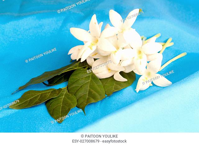 Millingtonia flowers on blue fabric. symbol of nursing thailand and Thai traditional medicine