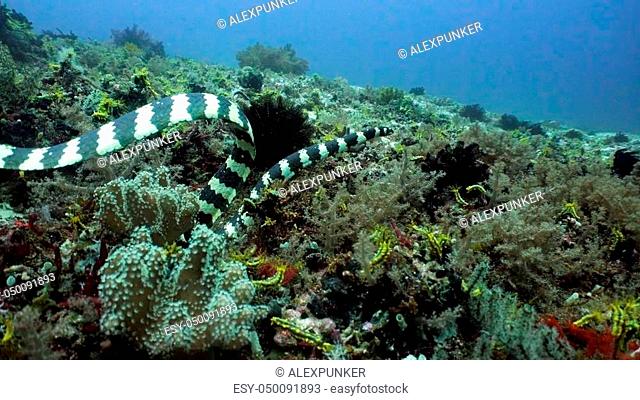 Sea snake on coral reef. Banded Sea Snake underwater. Wonderful and beautiful underwater world. Diving and snorkeling in the tropical sea