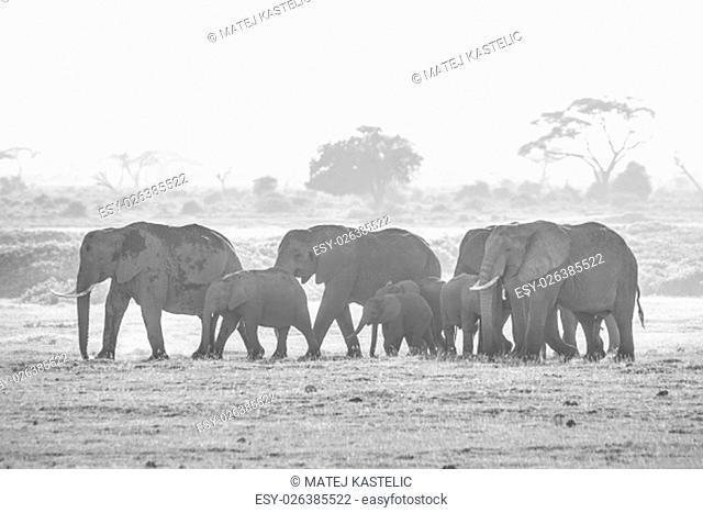 Herd of elephants walkig in Amboseli National park, Kenya, Africa. Black nad white image