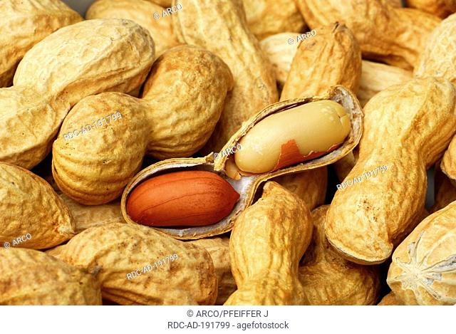 Peanuts, Arachis hypogaea, Groundnut