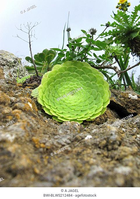 Dinner Plate Aeonium Aeonium tabuliforme, Aeonium tabulaeforme, growing on a rock, endemic on Tenerife, Canary Islands, Tenerife