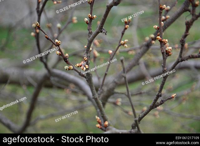 Bloomed buds and flowers of trees in spring in a the garden