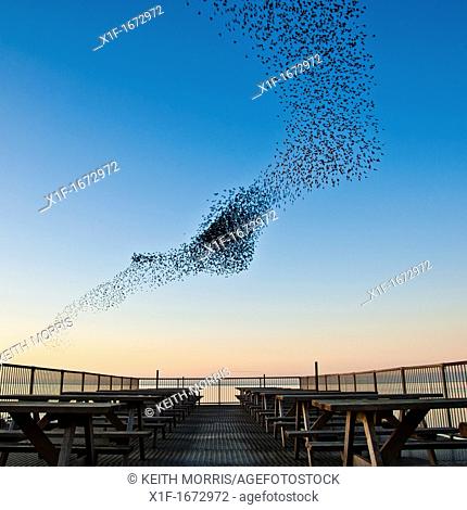 A murmuration of starlings at sunset, Aberystwyth Wales UK