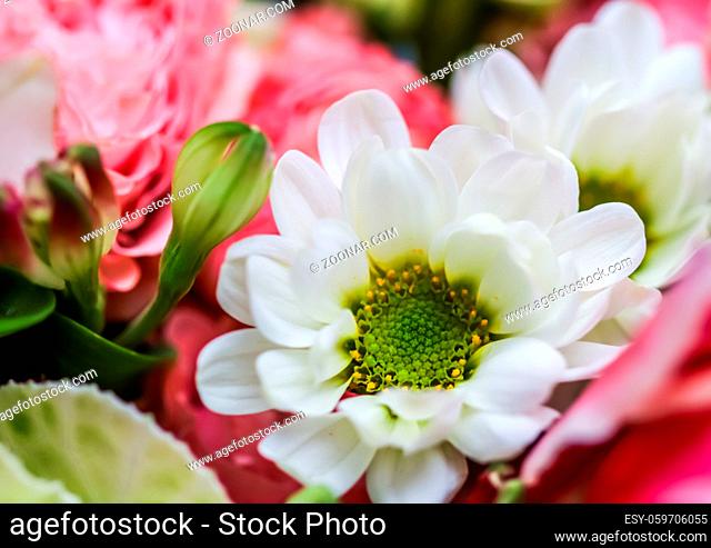 Soft focus, retro art, vintage card and botanical concept - Abstract floral background, white chrysanthemum flower petals