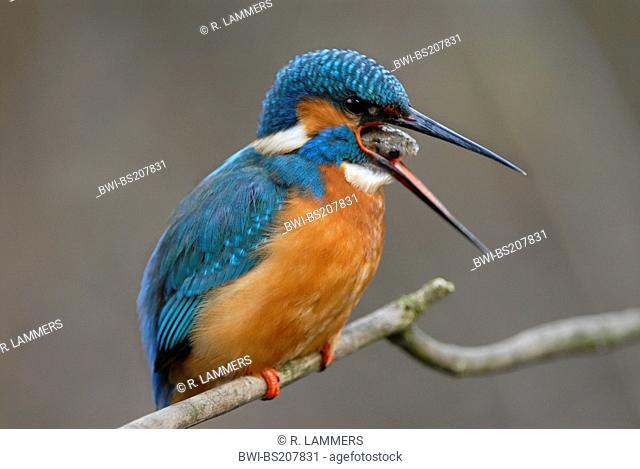 river kingfisher (Alcedo atthis), pellet throwing, Germany, North Rhine-Westphalia