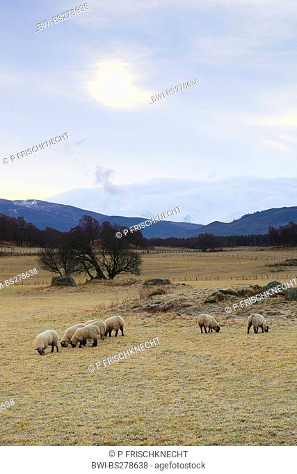 domestic sheep Ovis ammon f. aries, flock of sheep on a pasture in the highlands, United Kingdom, Scotland, Cairngorms National Park, Aviemore