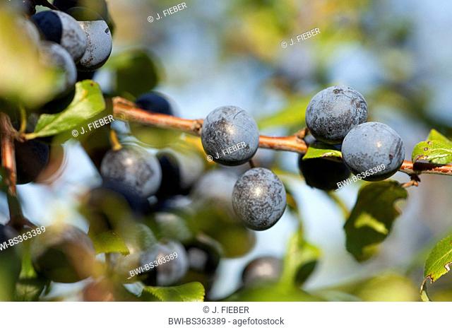 blackthorn, sloe (Prunus spinosa), fruits on a branch, Germany, Rhineland-Palatinate