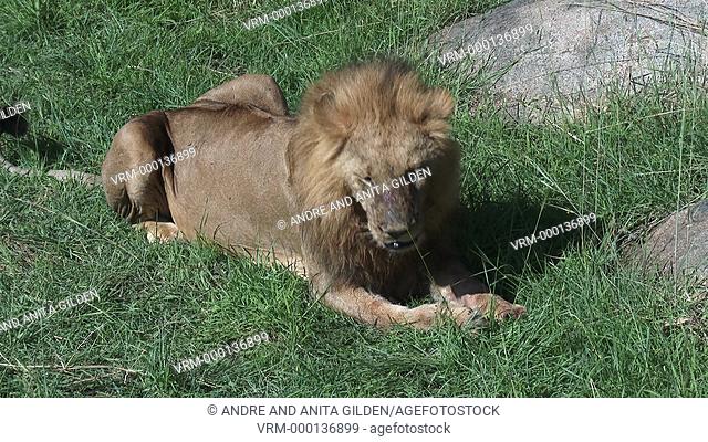 Male Lion (Panthera leo) cleaning paw and nose