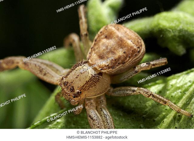 France, Araneae, Thomisidae, Crab spider (Xysticus erraticus)
