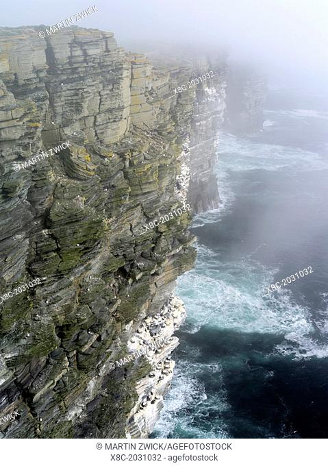 The cliffs at Noup Head on the island of Westray in the Orkney Islands.The cliffs are extending for miles, are home to one of the largest sea bird colonies in...