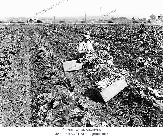 Alameda County, California: c. 1926.Workers harvesting rhubarb on some of the 1, 600 acres devoted to the crop in this San Francisco Bay Area county