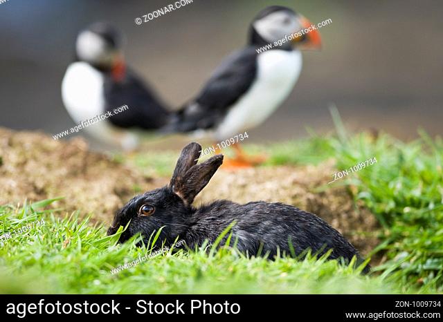 Schwarzer Hase, Kaninchen schaut aus Nisthšhle, Treshnish IslandSchottland | Black rabbit lookin out of cave, (Fratercula arctica), Treshnish Island, Scotland