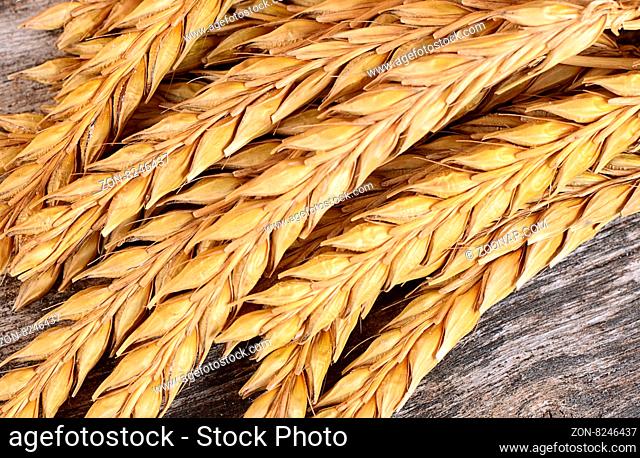 The ears of ripe wheat close up