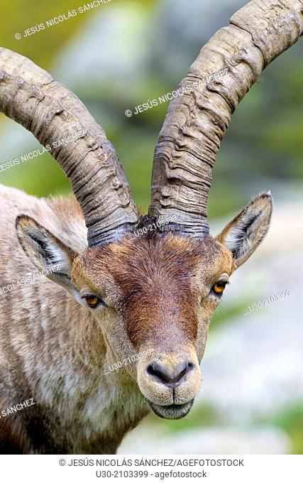 Old male of wild goat Capra pyrenaica in Sierra de Gredos Regional Park, Ávila. Castilla y León, Spain