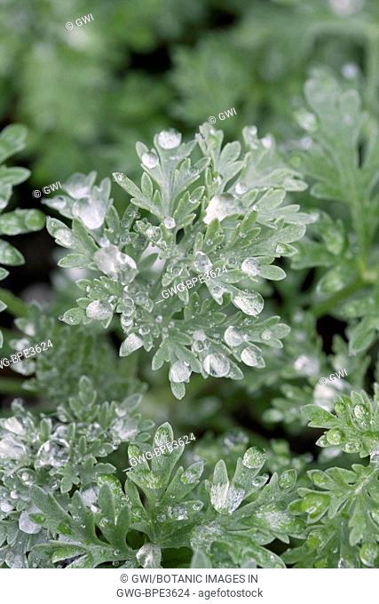 ARTEMISIA 'POWIS CASTLE' WITH WATER DROPLETS