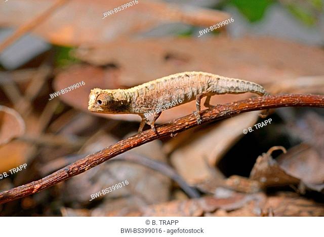 dwarf chameleon, Madagascan dwarf chameleon, minute leaf chameleon (Brookesia minima), very small endemic chamaeleon, Madagascar, Nosy Be, Lokobe Reserva