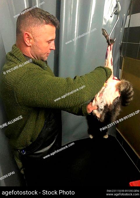 PRODUCTION - 09 November 2023, Saxony-Anhalt, Jerichow: Michael Reiß cuts up a raccoon in his butcher's shop in Kade. An unusual sight in the butcher's room of...