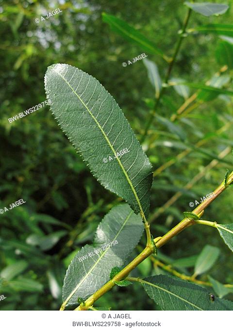 almond willow Salix triandra ssp. triandra, leaf