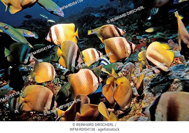 Twotone wrasses and Klein's butterflyfishes eating eggs, Thalassoma lunare Chaetodon kleinii, Komodo National Park Indian Ocean, Indonesia