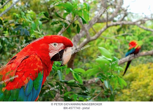 Red-and-green macaw (Ara chloroptera), Buraco das Araras, Jardim, Matto Grosso do Sul, Brazil