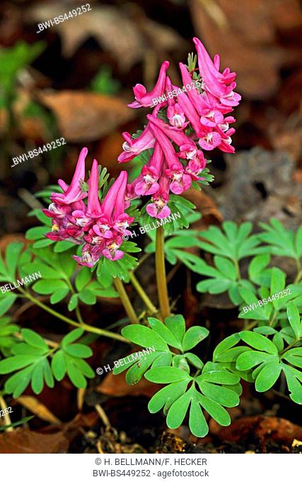 Solid-tubered corydalis, Bird in a Bush, Fumewort (Corydalis solida, Corydalis bulbosa, Fumaria bulbosa), flowers, Germany