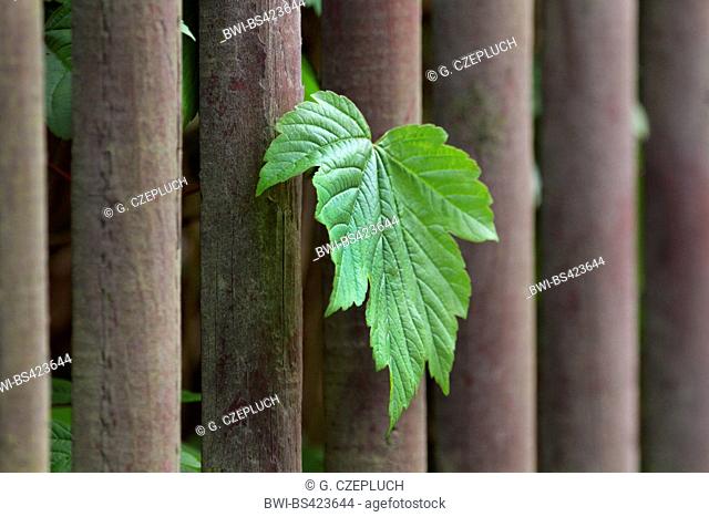 sycamore maple, great maple (Acer pseudoplatanus), leaf at a fence, Germany