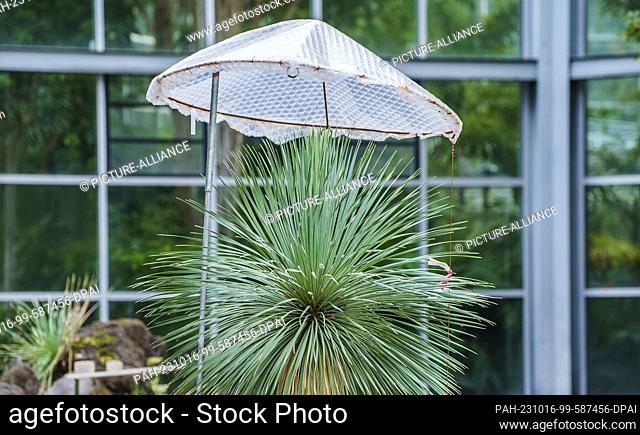 16 October 2023, Hesse, Frankfurt/Main: One yucca palm is already wearing a bubble wrap umbrella and should be completely winterized in the next few days