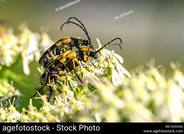 Spotted Longhorn (Rutpela maculata), mating time, Devon, England, United Kingdom, Europe