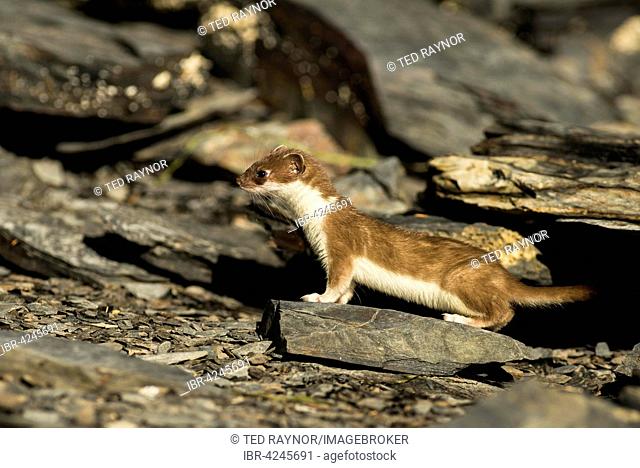 Stoat, Short-tailed Weasel or Ermine (Mustela erminea), Prince William Sound, Alaska
