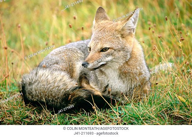 Patagonian Lesser Grey Fox (Dusicyon griseus). Lazo Azul. Torres del Paine National Park. Patagonia. Chile