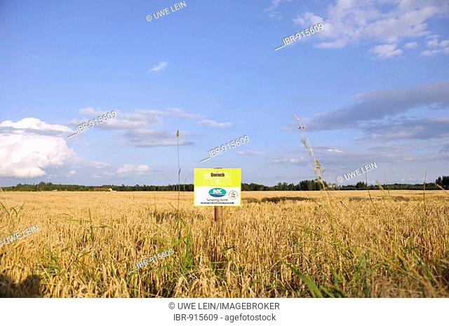 Testing ground of the corn breed Quench and a sign in evening light near Zorneding, Bavaria, Germany, Europe