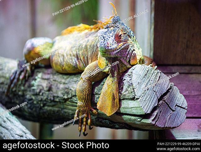 29 December 2022, Brandenburg, Potsdam: A green iguana (Iguana iguana) sits on a branch during a press tour for the annual review of the tropical hall...
