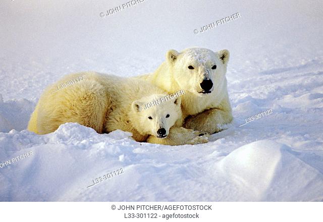 Polar bear (Ursus maritimus) sow and cub