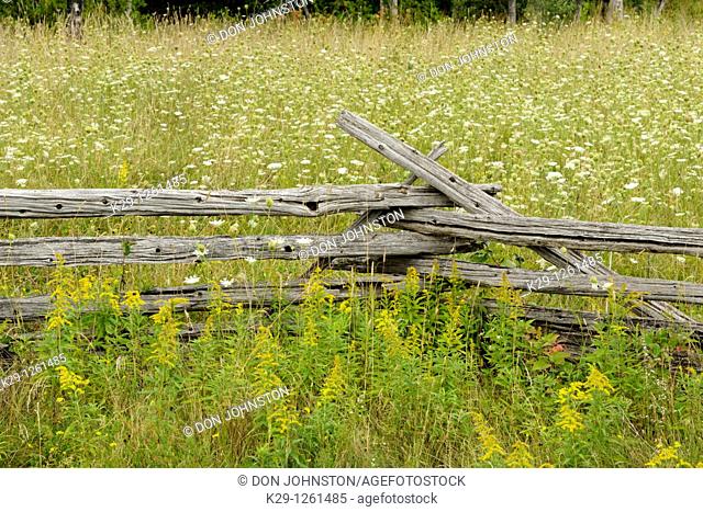 Cedar split-rail fence with goldenrod