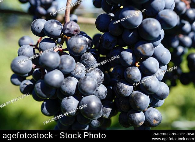 06 September 2023, Rhineland-Palatinate, Wachenheim: Grapes of the Dornfelder variety hang on a vine in a vineyard. Müller-Thurgau