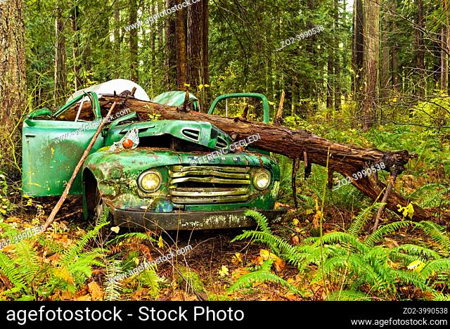 Abandoned pickup truck auto wreck under a tree trunk somewhere in a rainforest, British Columbia, Canada