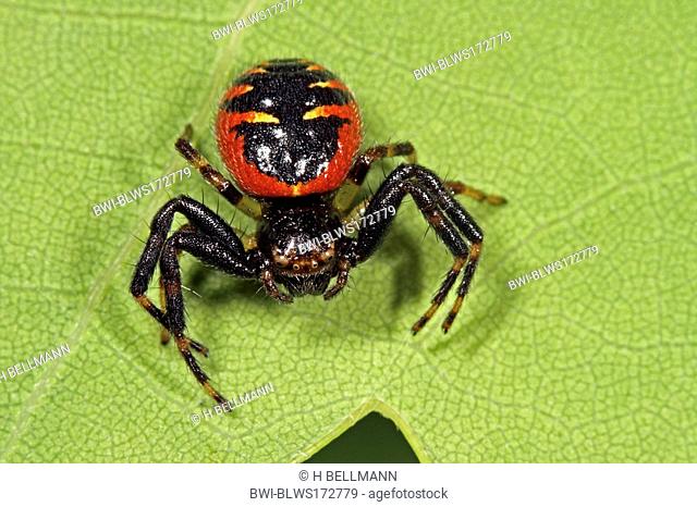 Crab Spider Synema globosum, female sitting on a leaf
