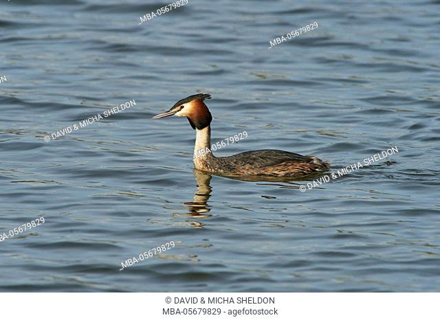 great crested grebe, Podiceps cristatus, water, at the side, is swimming