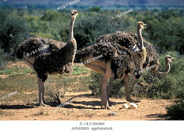 South African Ostrich, Struthio camelus australis, Oudtshoorn, Karoo, South Africa, Africa, adult females with eggs