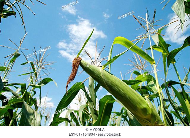 green corn in the field under blue sky