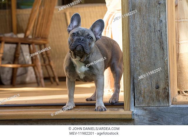 DOG. French Bulldog in garden room