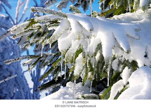 Fichtenzweig im Schnee - spruce twig in snow 03