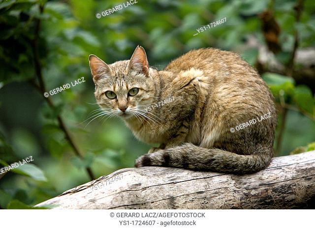 African Wildcat, felis silvestris lybica, Adult standing on Branch