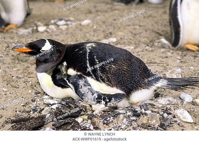 Incubating guano-soiled gentoo penguin Pygoscelis papua, Sea Lion Island, Falkland Islands, southern Atlantic Ocean