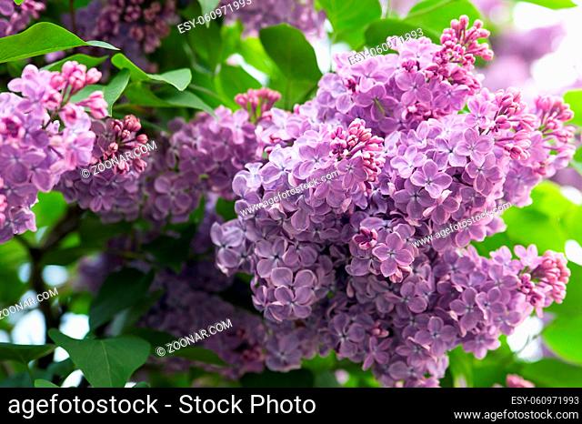 Lush bud blooming lilac on a background of green leaves